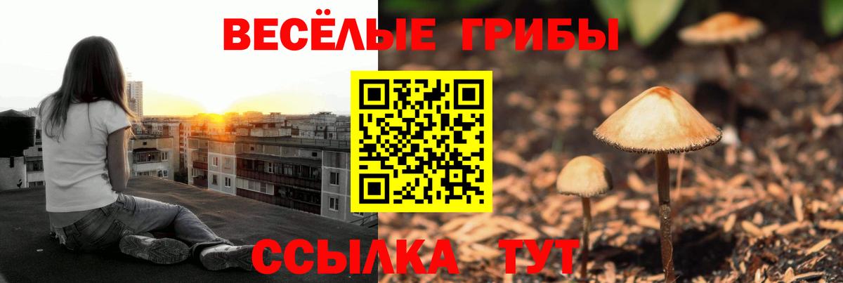Псилоцибиновые грибы Psilocybe Новошахтинск